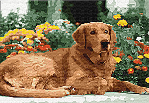 Paint by numbers - Golden Retriever, 30x40cm
