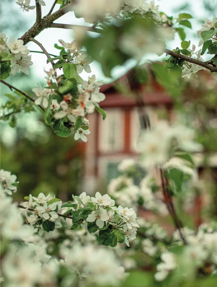 Seasons of Tenderness. Secrets of a Happy Lifestyle, Recipes for the Soul, and Home Decor