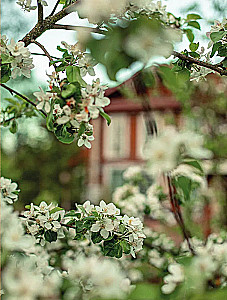 Seasons of Tenderness. Secrets of a Happy Lifestyle, Recipes for the Soul, and Home Decor