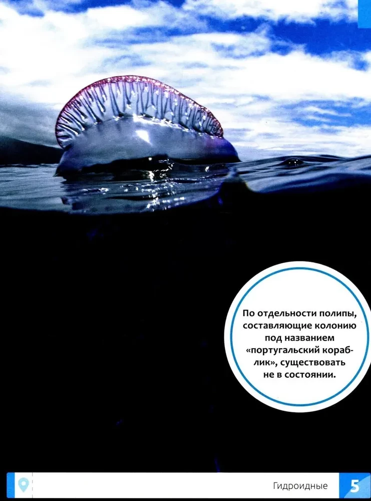 Niecodzienne zwierzęta