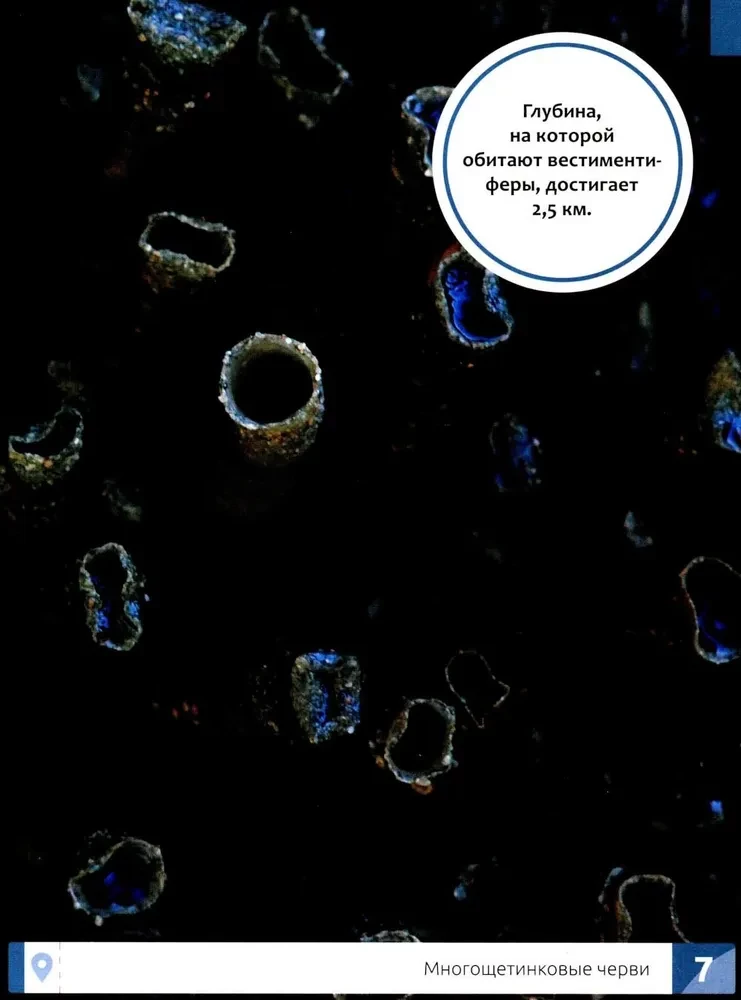 Niecodzienne zwierzęta