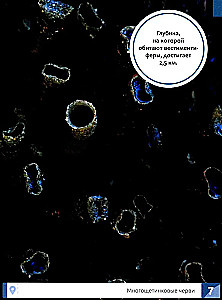 Niecodzienne zwierzęta