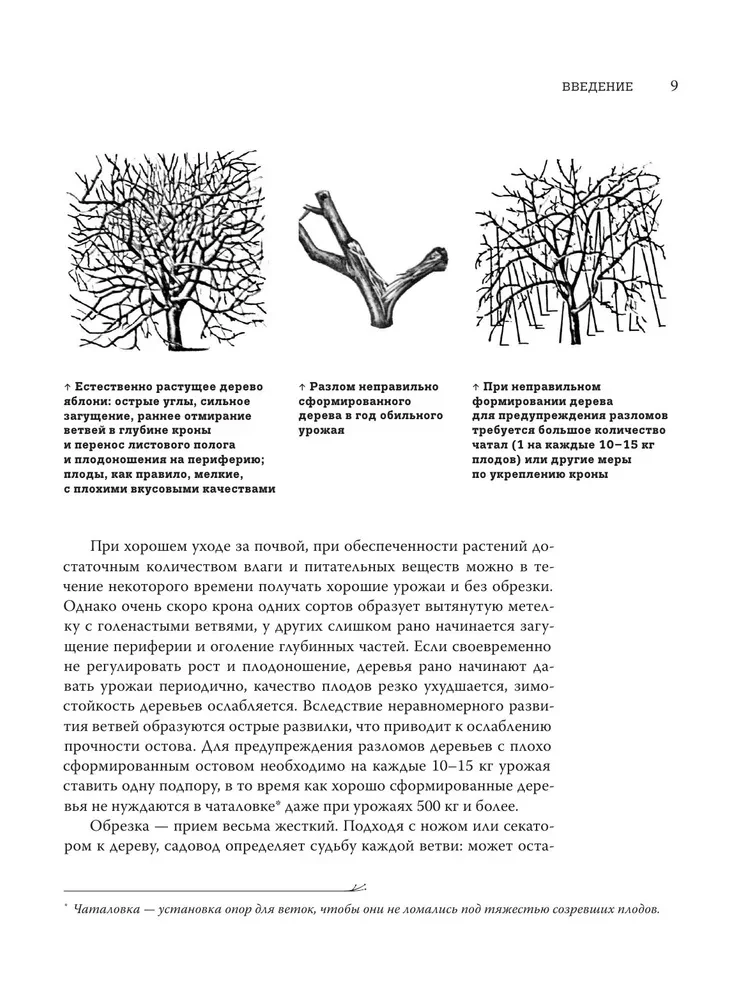 Pruning Fruit Trees: An Expert Guide to Creating a Fruit Orchard