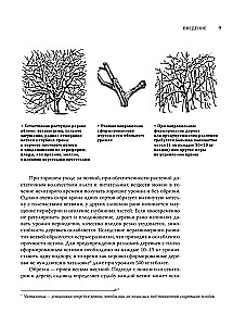 Pruning Fruit Trees: An Expert Guide to Creating a Fruit Orchard
