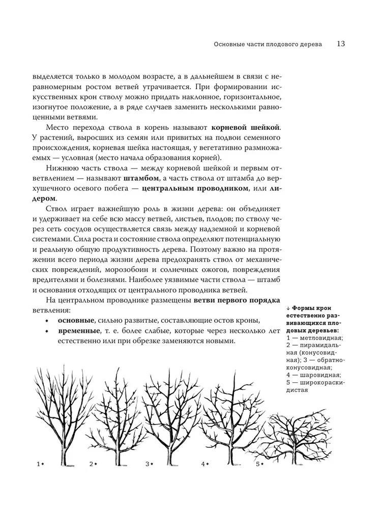 Pruning Fruit Trees: An Expert Guide to Creating a Fruit Orchard