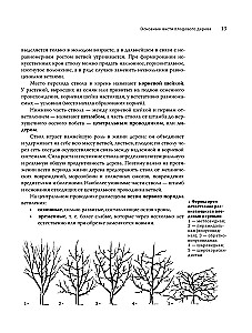 Pruning Fruit Trees: An Expert Guide to Creating a Fruit Orchard