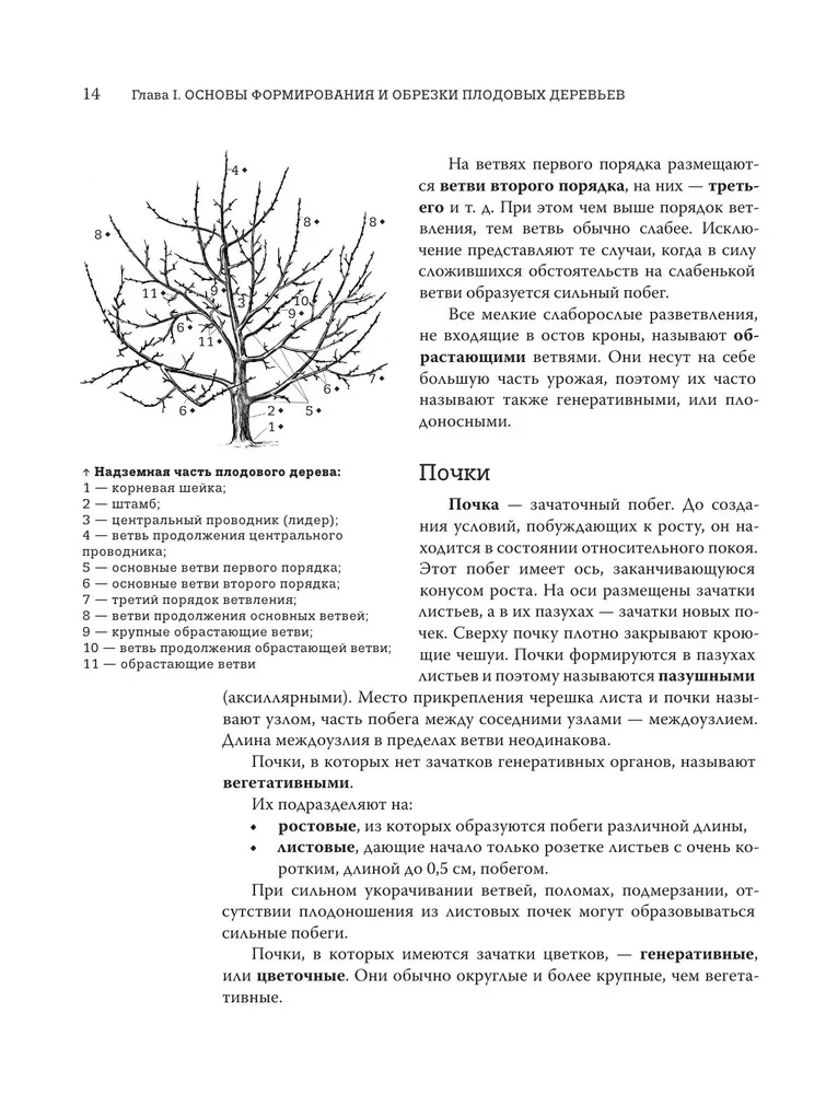 Pruning Fruit Trees: An Expert Guide to Creating a Fruit Orchard