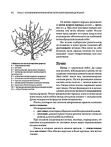Pruning Fruit Trees: An Expert Guide to Creating a Fruit Orchard
