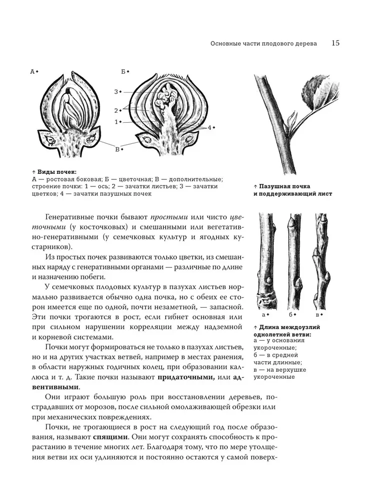 Pruning Fruit Trees: An Expert Guide to Creating a Fruit Orchard