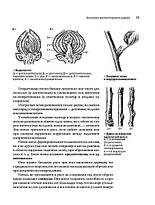 Pruning Fruit Trees: An Expert Guide to Creating a Fruit Orchard