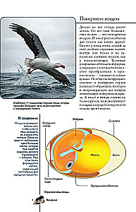 Birds. Illustrated Guide