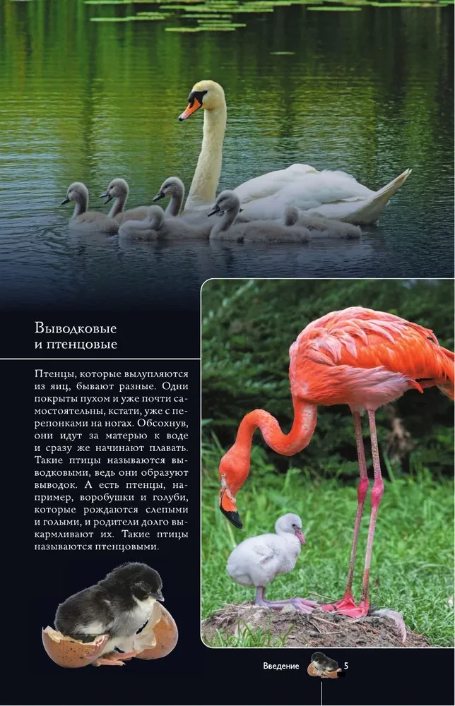 Birds. Illustrated Guide