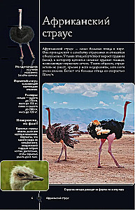 Birds. Illustrated Guide