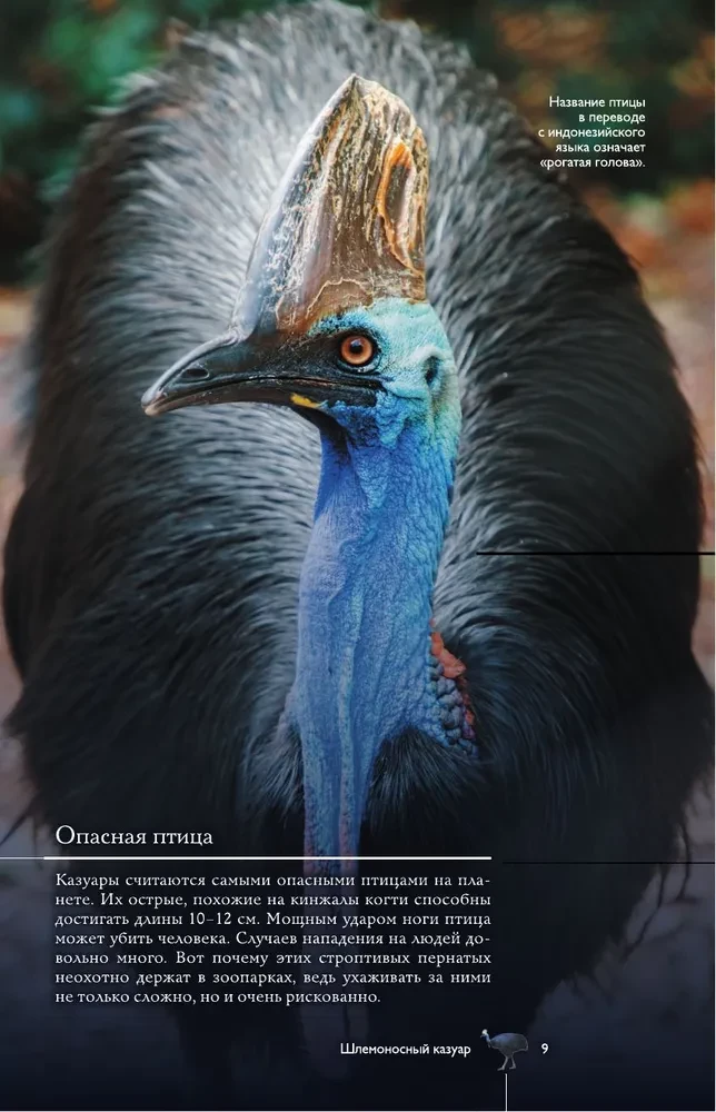 Birds. Illustrated Guide