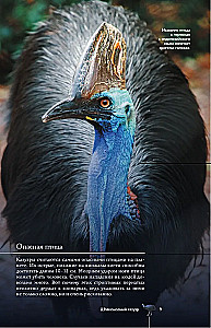 Birds. Illustrated Guide