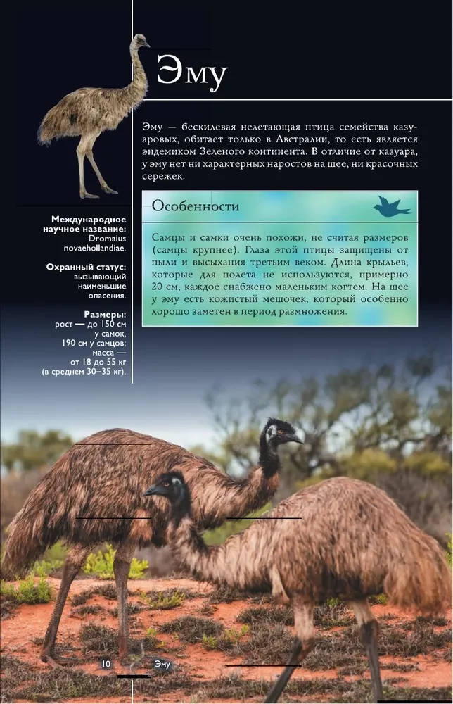 Birds. Illustrated Guide