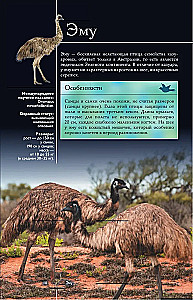 Birds. Illustrated Guide