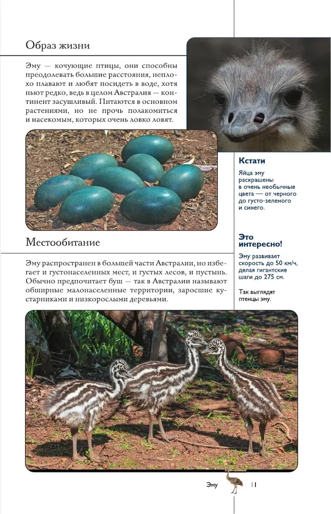 Birds. Illustrated Guide