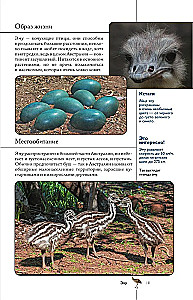 Birds. Illustrated Guide