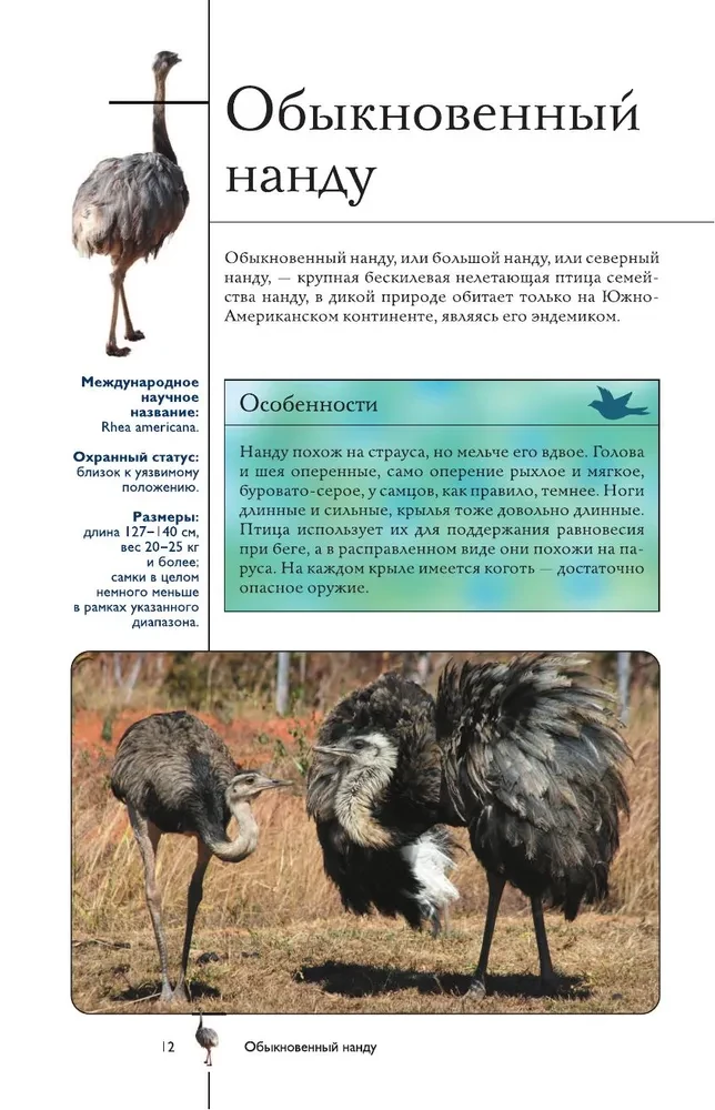 Birds. Illustrated Guide