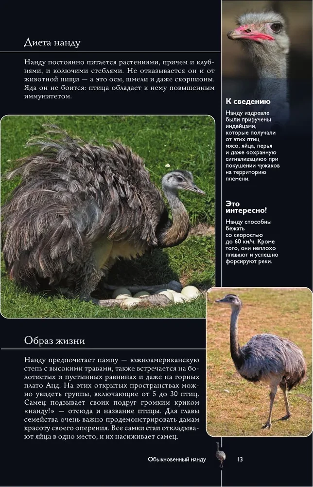 Birds. Illustrated Guide