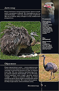 Birds. Illustrated Guide