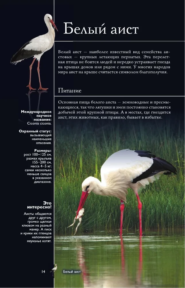 Birds. Illustrated Guide