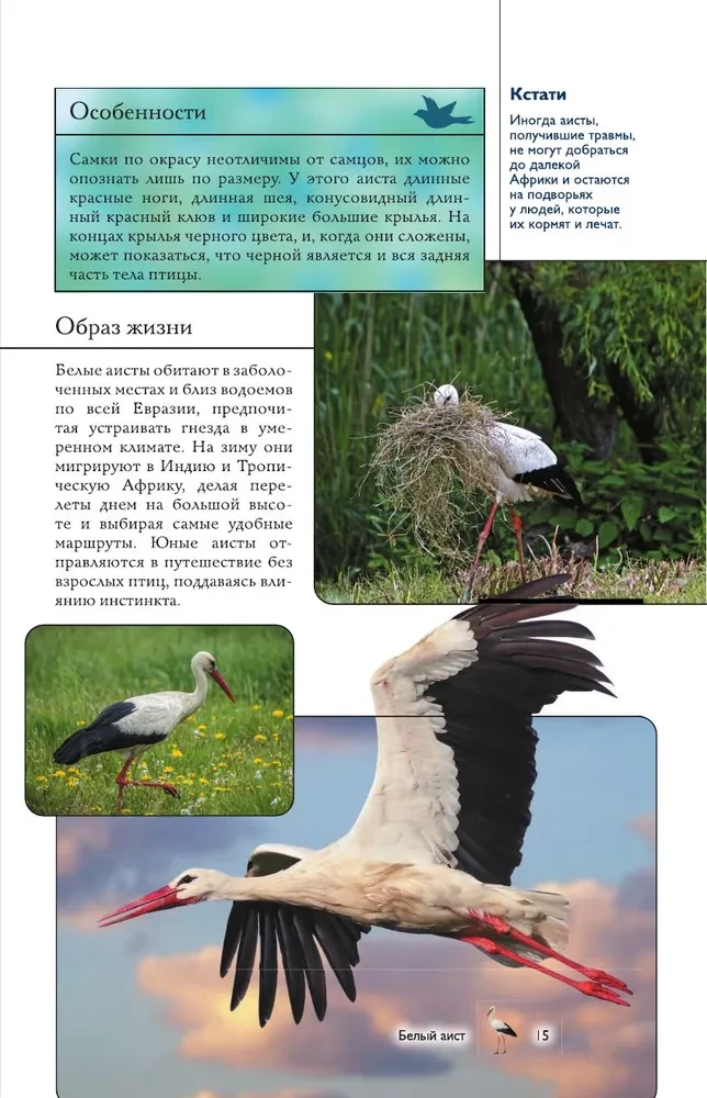 Birds. Illustrated Guide