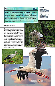 Birds. Illustrated Guide