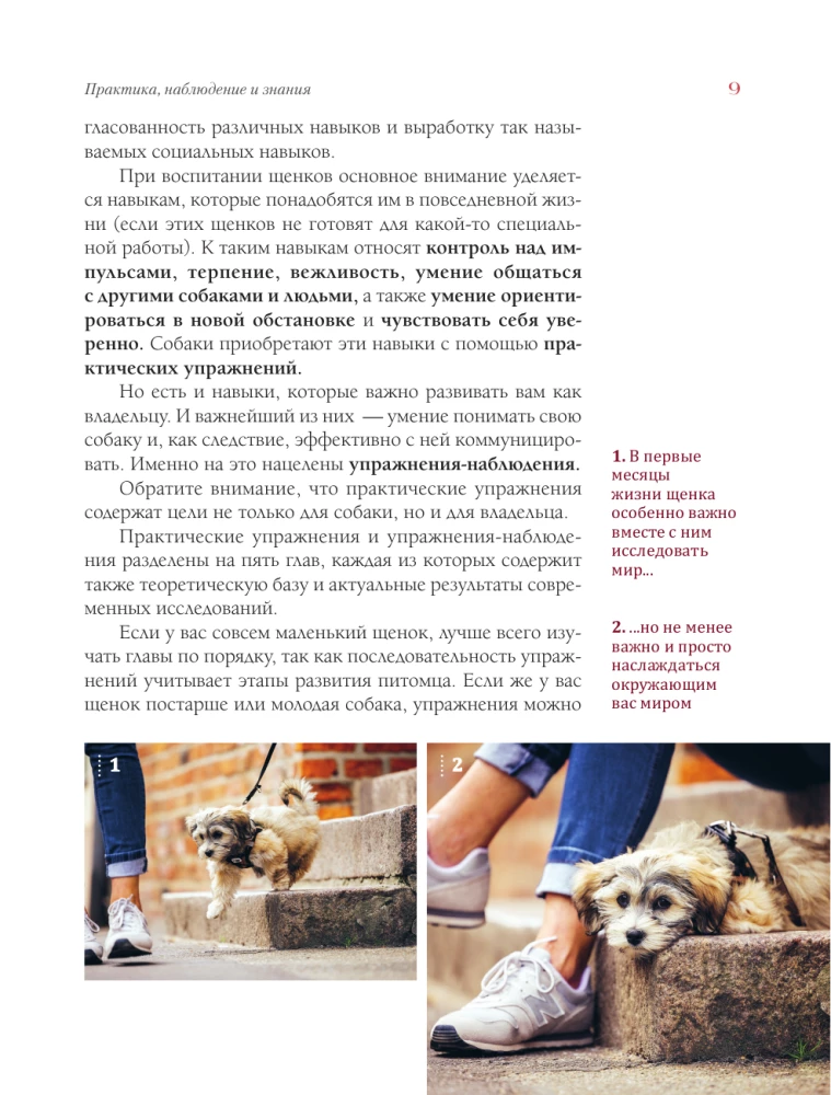 German Puppy Training School. Modern Education Methods