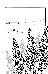 Poisons and Curses. The Shadow Life of Plants