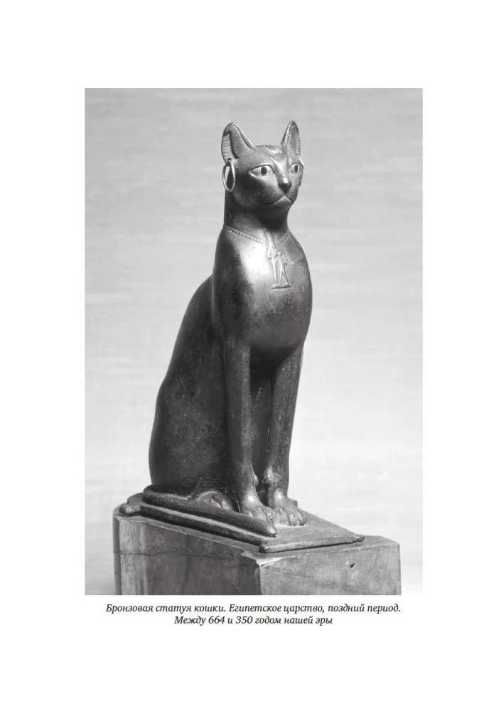 Koty rządzą światem