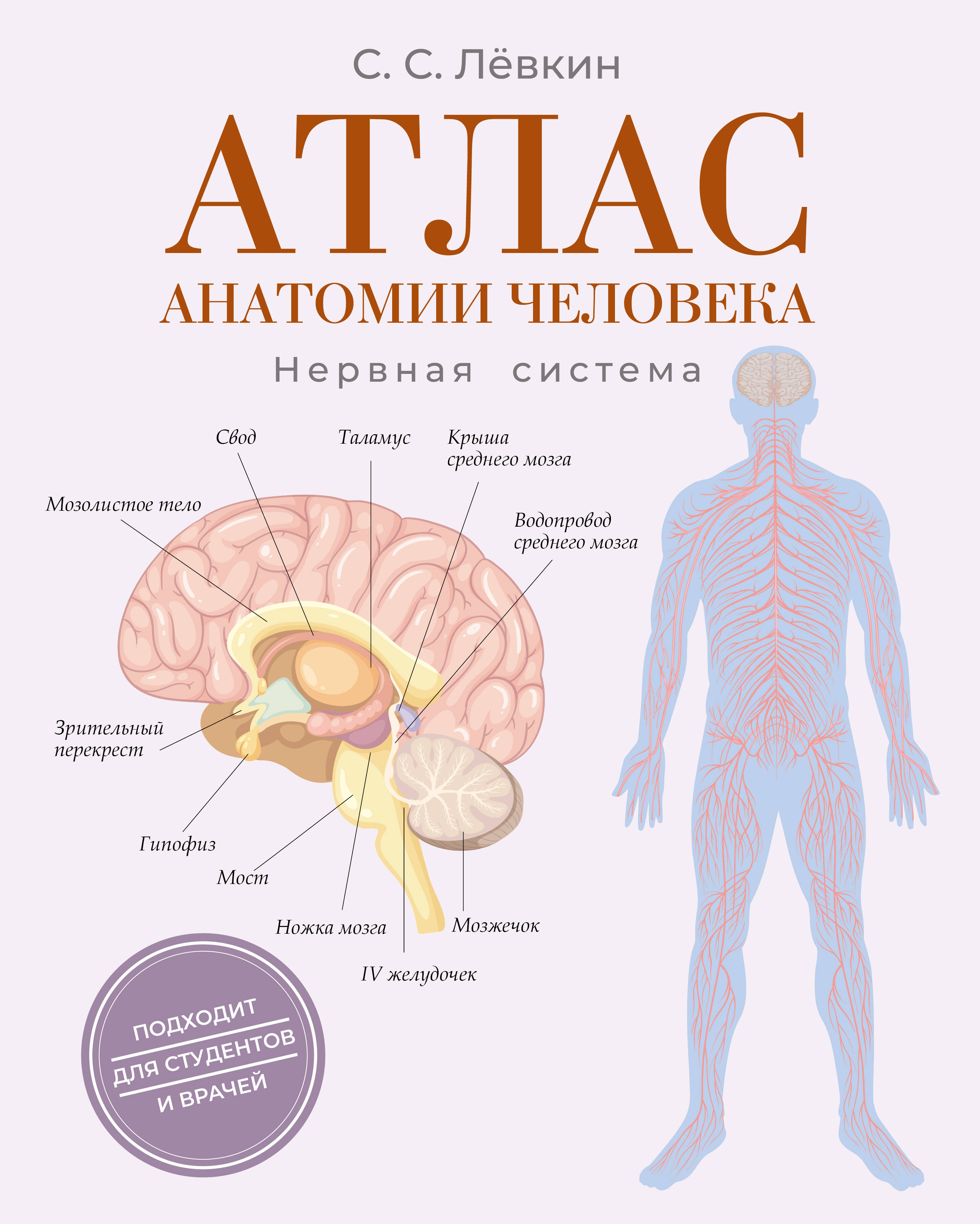Atlas der menschlichen Anatomie. Nervensystem