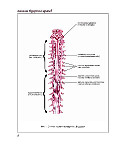 Atlas of Human Anatomy. Nervous System