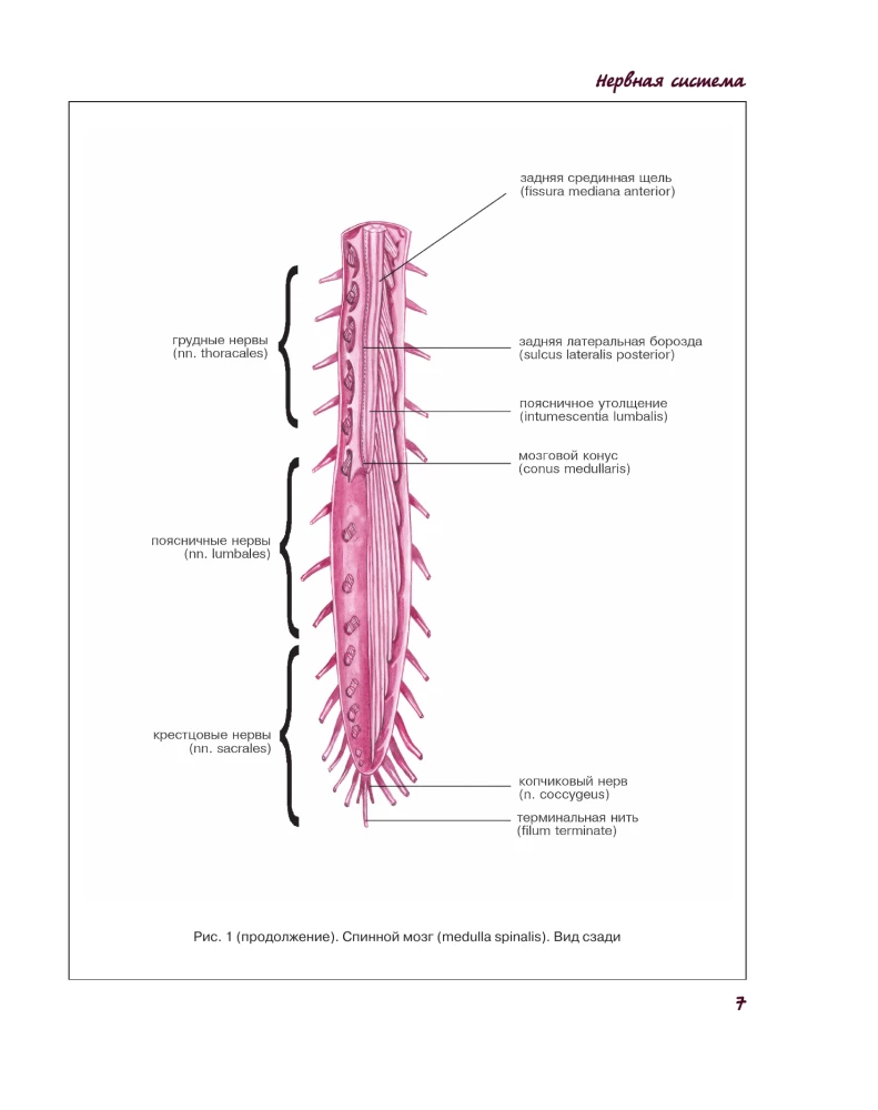 Atlas of Human Anatomy. Nervous System