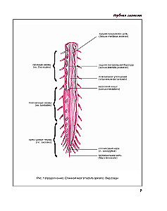 Atlas of Human Anatomy. Nervous System