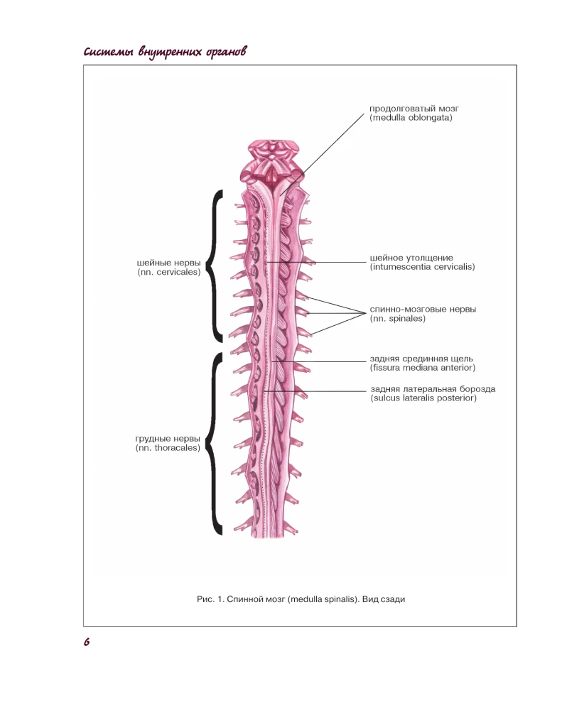 Atlas of Human Anatomy. Nervous System