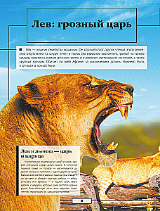 Animals