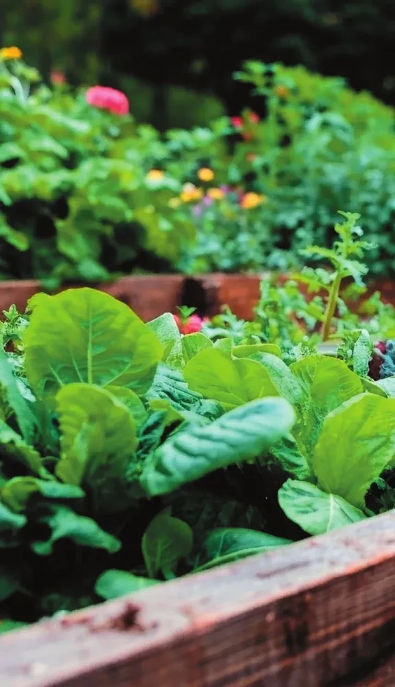 Garden and vegetable garden pests. Pocket atlas-identifier