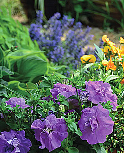 The Bible of Garden Flowers. Annuals, Perennials, and Bulbs. Tips for Planting, Growing, and Care