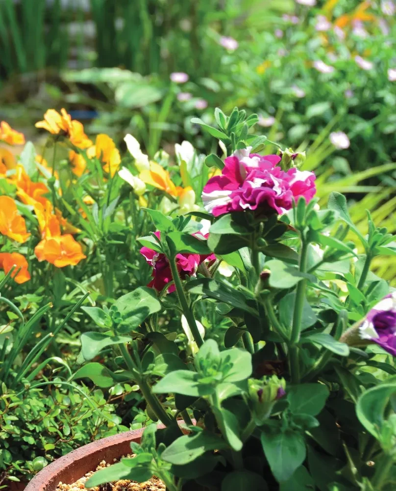 The Bible of Garden Flowers. Annuals, Perennials, and Bulbs. Tips for Planting, Growing, and Care
