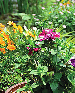 The Bible of Garden Flowers. Annuals, Perennials, and Bulbs. Tips for Planting, Growing, and Care