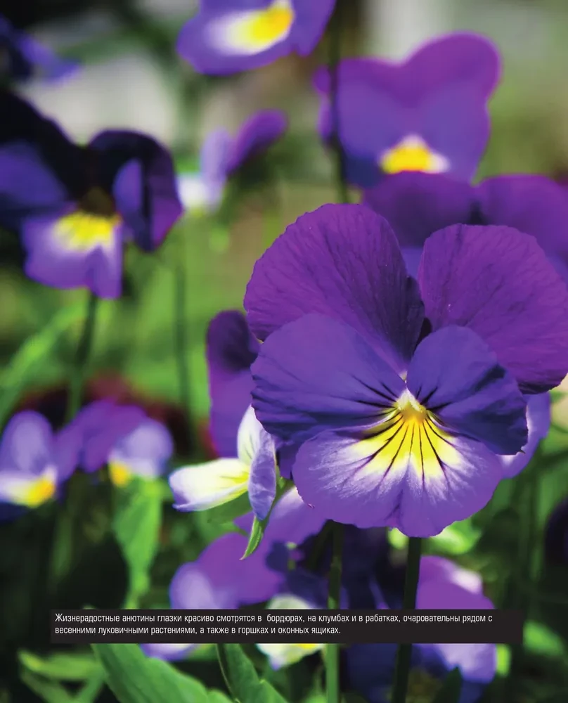 The Bible of Garden Flowers. Annuals, Perennials, and Bulbs. Tips for Planting, Growing, and Care