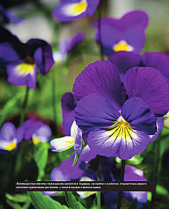 The Bible of Garden Flowers. Annuals, Perennials, and Bulbs. Tips for Planting, Growing, and Care