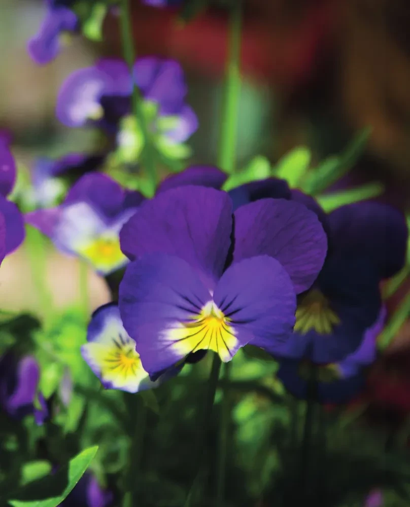The Bible of Garden Flowers. Annuals, Perennials, and Bulbs. Tips for Planting, Growing, and Care