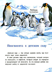 Peacock? Chick! Winged Families: Facts and Games