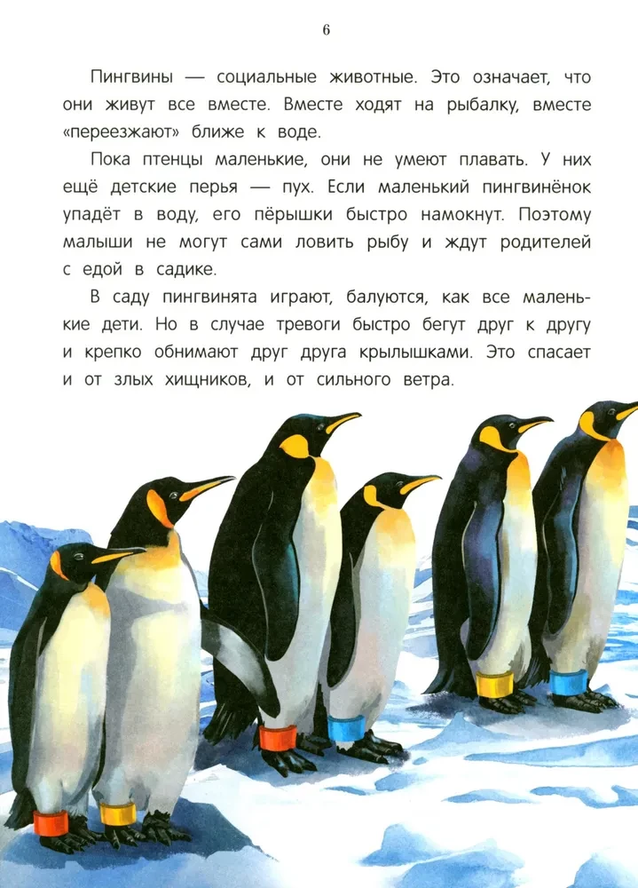 Peacock? Chick! Winged Families: Facts and Games