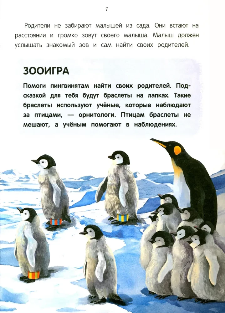 Peacock? Chick! Winged Families: Facts and Games