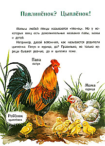 Peacock? Chick! Winged Families: Facts and Games