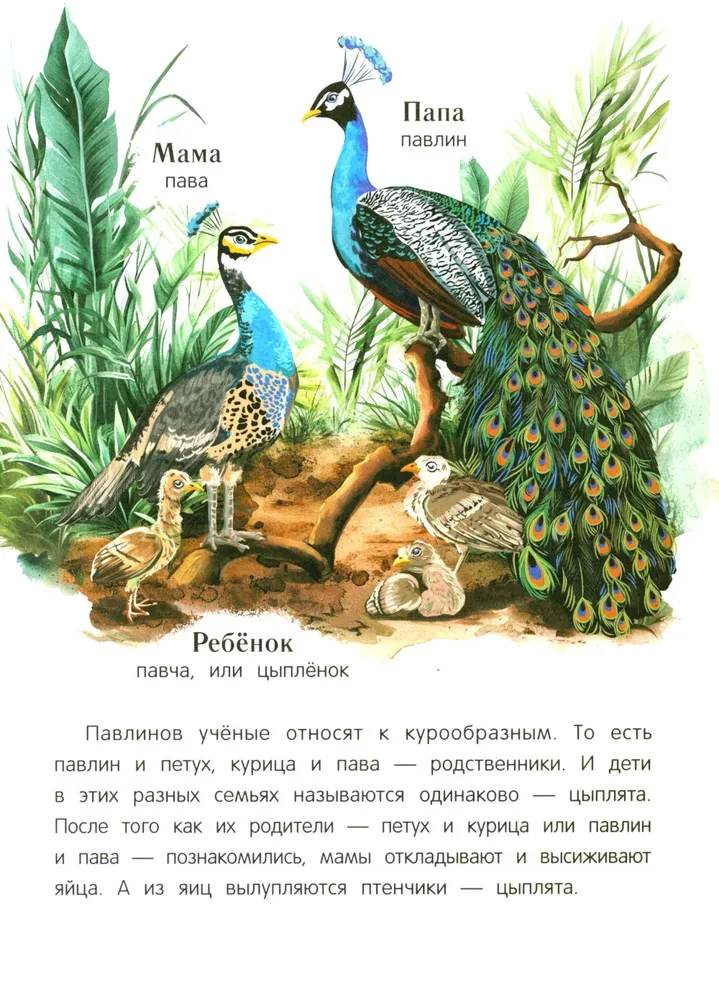 Peacock? Chick! Winged Families: Facts and Games